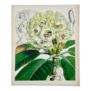 Rhododendron Print by William Curtis, 1856