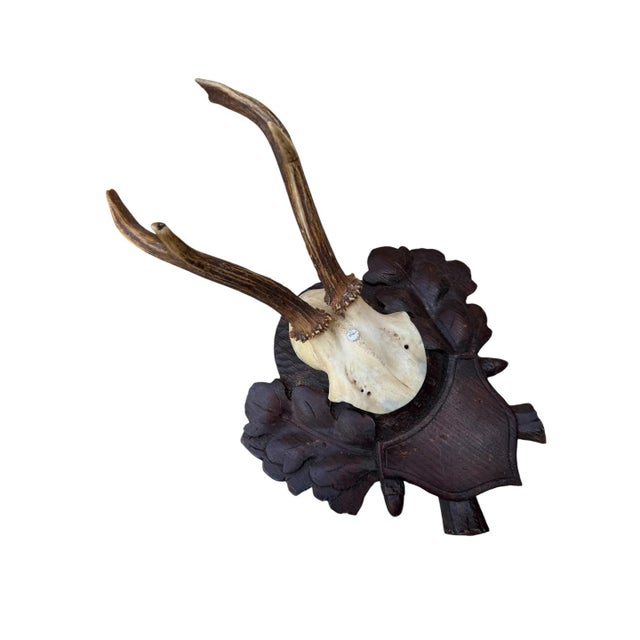 Cabin Roe Deer Trophy 149 Black Forest Antlers For Sale - Image 3 of 5
