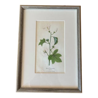 Small Framed and Matted Botanic Lithograph Print of Malva Sylvestris/Mallow From 'The Illustrated Botany' 1846-1847 For Sale