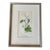 Small Framed and Matted Botanic Lithograph Print of Malva Sylvestris/Mallow From 'The Illustrated Botany' 1846-1847 For Sale