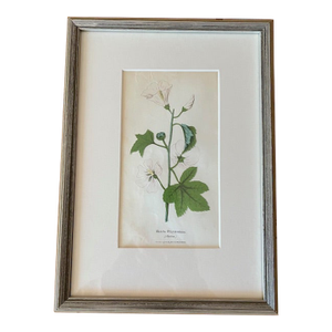 Small Framed and Matted Botanic Lithograph Print of Malva Sylvestris/Mallow From 'The Illustrated Botany' 1846-1847