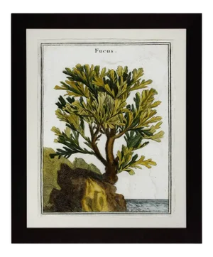 18th Century Botanical Seaweed Print From Natural Curiosities