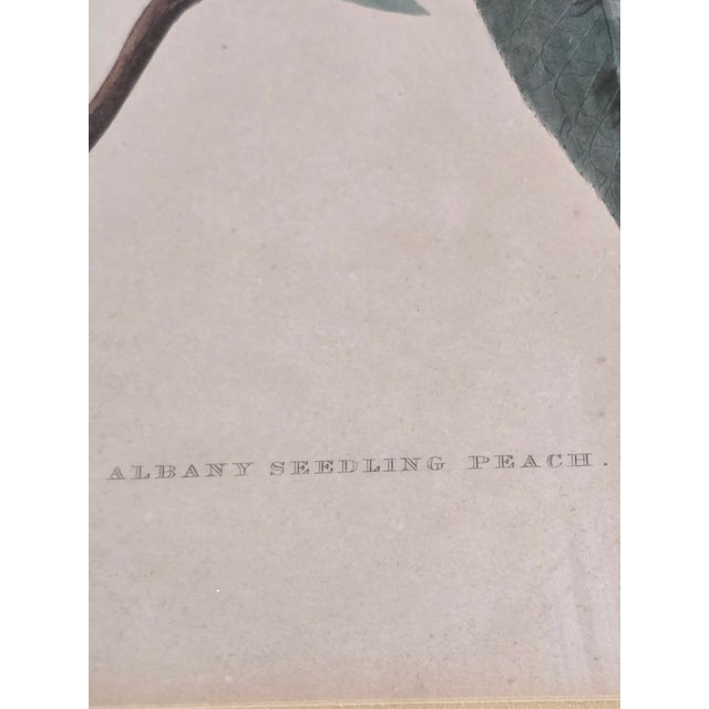 Vintage Framed Pomological Fruit Prints, Set of Three For Sale - Image 10 of 18