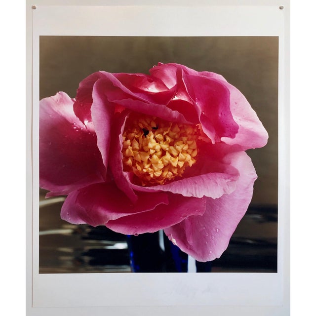 2000 - 2009 Peter C. Jones 1, A Bientot, Large Format Flower Photo 24X20 Color Photograph Beach House, 2004 For Sale - Image 5 of 5