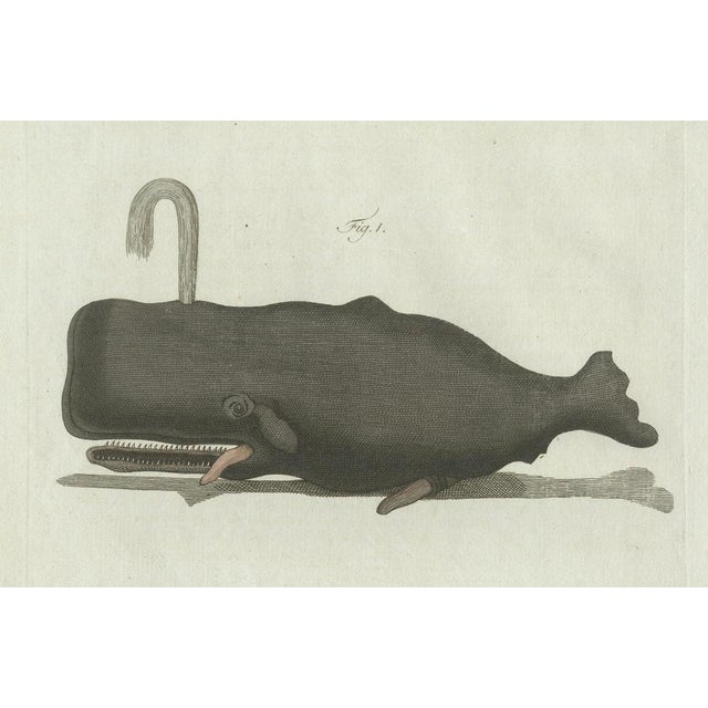 Early 19th Century Bertuch, Two Sperm Whales, 1800, Engraving For Sale - Image 5 of 9