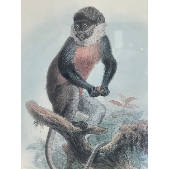 Glass Antique Monkey Macau’s Chromolithographs Smith & Hnarth - a Pair For Sale - Image 7 of 9