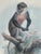 Glass Antique Monkey Macau’s Chromolithographs Smith & Hnarth - a Pair For Sale - Image 7 of 9