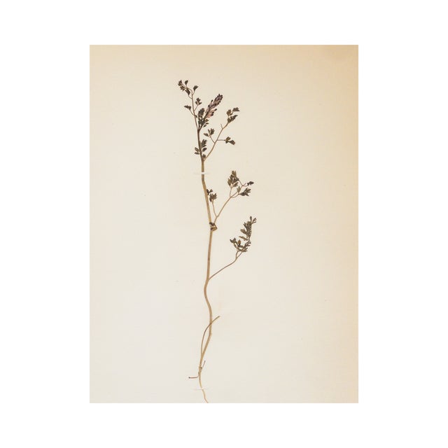 Antique Swedish Herbarium - Earth Smoke, Circa 1908 For Sale - Image 4 of 5