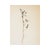 Antique Swedish Herbarium - Earth Smoke, Circa 1908 For Sale - Image 4 of 5