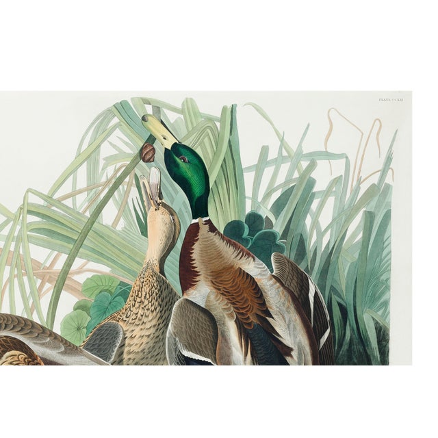 Mallard Duck, Vintage Art Print Reproduction From Birds of America by John James Audubon, 40" X 60" For Sale - Image 9 of 11