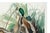 Mallard Duck, Vintage Art Print Reproduction From Birds of America by John James Audubon, 40" X 60" For Sale - Image 9 of 11