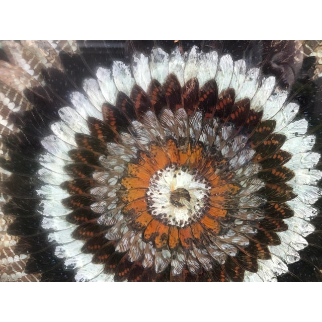 Mid 20th Century Vintage Butterfly Wing Kaleidoscope Art For Sale - Image 5 of 6