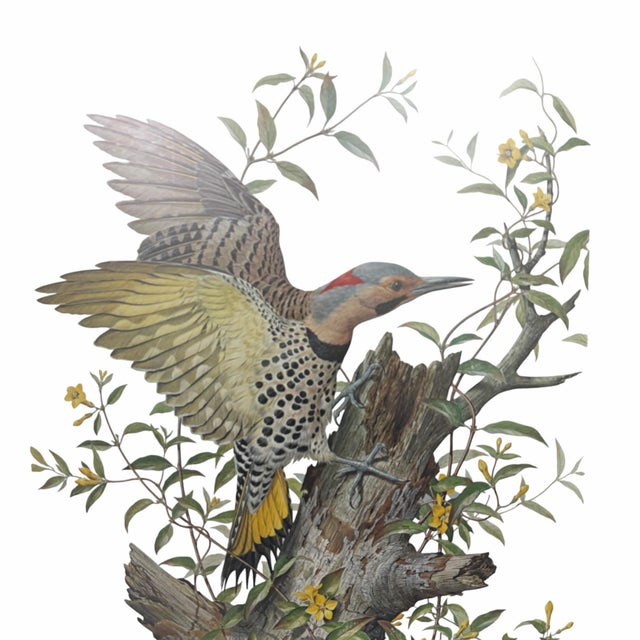 Traditional Vintage Yellow Shafted Flicker - Colaptes Auratus Framed Print For Sale - Image 3 of 8