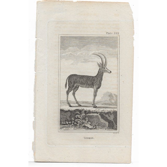 Antique engraving of "Tzeiran" by Georges-Louis Leclerc, Comte de Buffon (1707-1788) from an English printing of "Histoire...