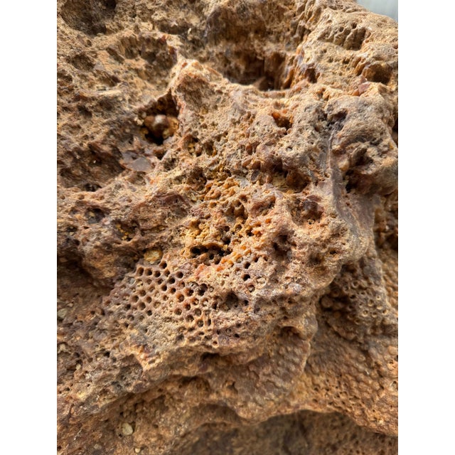 Large Petrified Coral Sculpture by Xyleia Petrified Wood For Sale - Image 6 of 9
