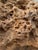Large Petrified Coral Sculpture by Xyleia Petrified Wood For Sale - Image 6 of 9