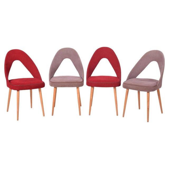 Mid-Century Chairs in Beech, Czech, 1950s, Set of 4 For Sale - Image 11 of 11