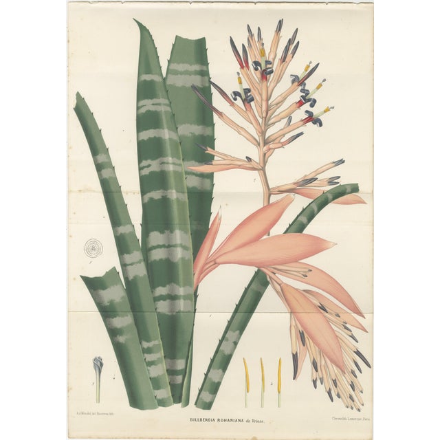 Antique Botanical Lithograph, Billbergia Rohaniana, de Vriese 1856 : A striking mid-19th century botanical...