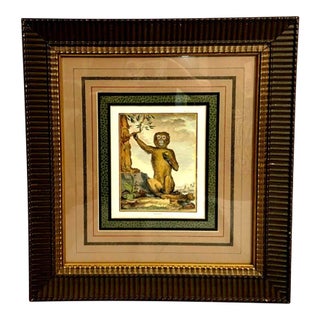 After George Buffon Monkey Engraving, Framed and Matted For Sale