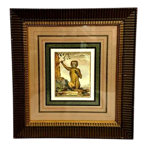 After George Buffon Monkey Engraving, Framed and Matted