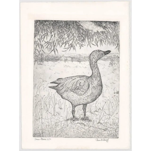 1980s Jane Kilduff "Snow Goose" etching on paper. Pencil signed, titled and noted as artist's proof.
