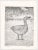 1980s Jane Kilduff "Snow Goose" etching on paper. Pencil signed, titled and noted as artist's proof.