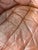 DS-11 Modular Leather Sofa from de Sede, Set of 5 For Sale - Image 16 of 18