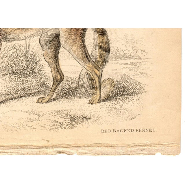 Illustration 1840 Bat-Eared Fox (Fennec of Bruce) Hand Colored Engraving For Sale - Image 3 of 7