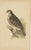 Charles Robert Bree and Benjamin Fawcett, Two Owls, a Black Jackdaw and Their Eggs, Paper, Set of 4 For Sale - Image 4 of 7