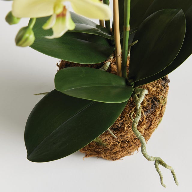 Contemporary Phalaenopsis Orchid Drop-In 23" For Sale - Image 3 of 4