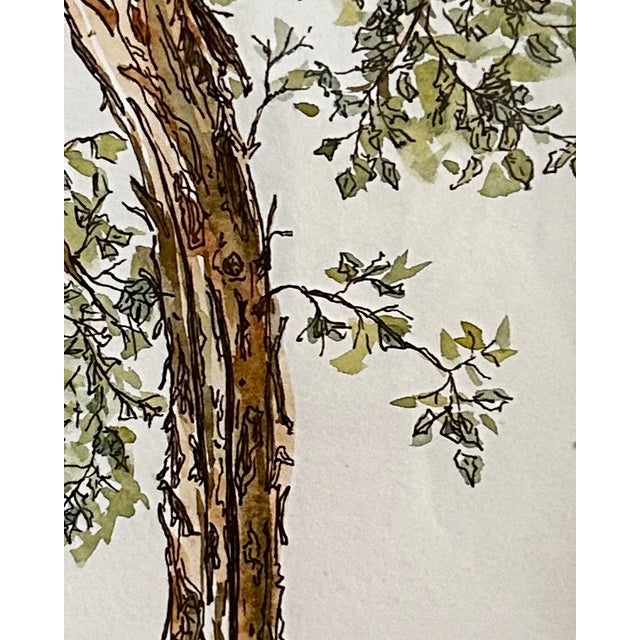 Original Watercolor Small Painting “Eucalyptus Tree” Framed For Sale - Image 4 of 4