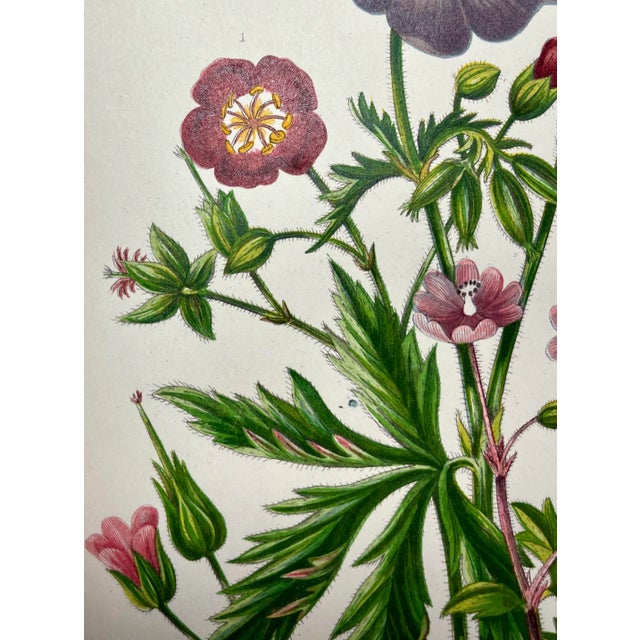Antique Hand Colored Botanical Print /Illustration by W Dikes Co Demonstrating Various Types of Cranes-Bill Flowers From England- Circa 1870 For Sale - Image 4 of 12