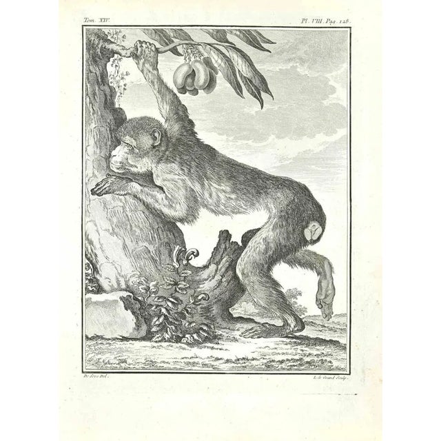 Papion is an etching made in 1771 by Louis Legrand (1723-1807). Titled and Signed on the plate. The artwork Belongs to the...