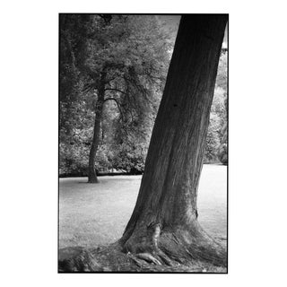 Paul Cooklin, Trees, Harcourt, France, Edition of 50 For Sale