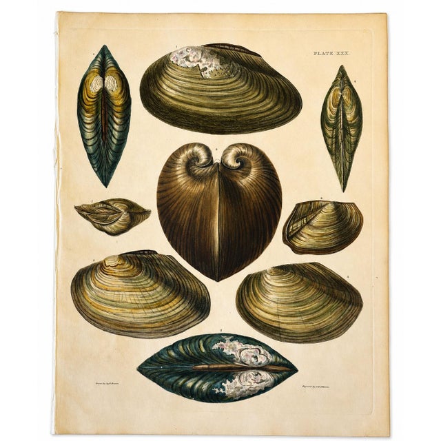 An original antique hand-colored copper engraving from Captain Thomas Brown's Illustrations of the Land and Fresh Water...