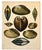 An original antique hand-colored copper engraving from Captain Thomas Brown's Illustrations of the Land and Fresh Water...