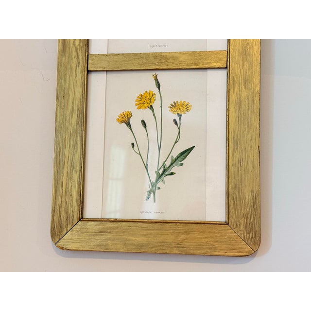 Gold Antique Victorian Authentic Botanicals | Two Floral Prints in a Gilt Frame | F. Edward Hulmes For Sale - Image 8 of 9