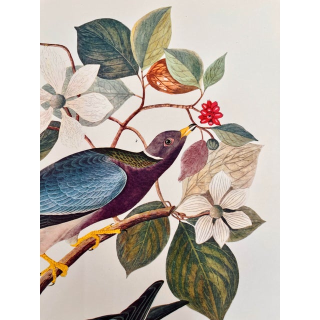 1964 Audubon Folio Lithograph Great Bird Paintings – “Band Tailed Pigeon” 17x14 For Sale In New York - Image 6 of 10