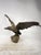 Brown Statue Depicting an Eagle with Open Wings, 1890s-1910s, Bronze For Sale - Image 8 of 13