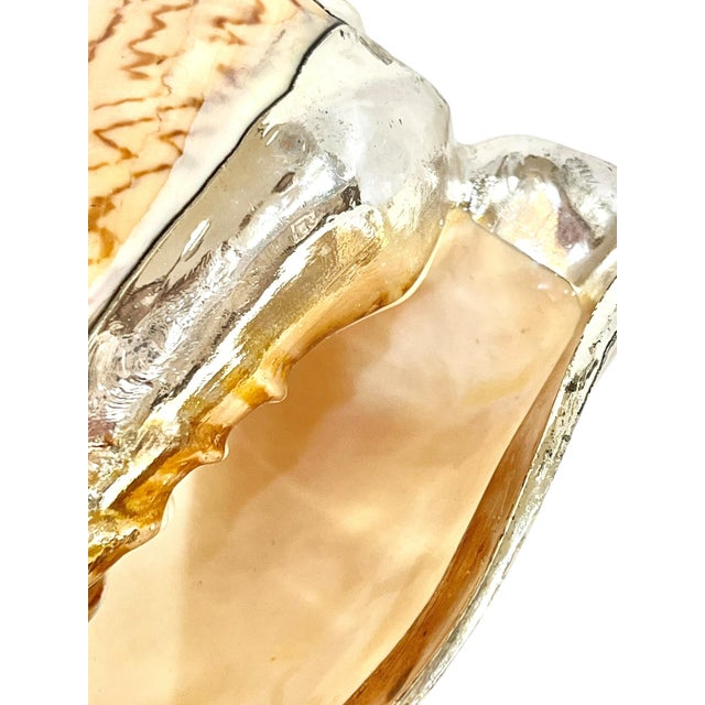 Buccellati Partially Silvered Nobilis Shell in the Style of Bucellati 5” For Sale - Image 4 of 8