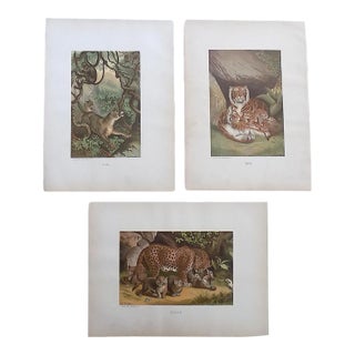 Authentic Antique 19th Century Jungle Cats Lithographs - Set of 3 For Sale