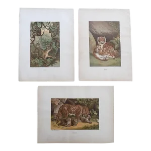Authentic Antique 19th Century Jungle Cats Lithographs - Set of 3