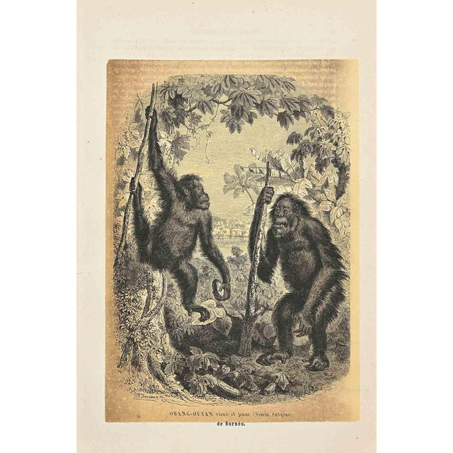Orang-Outan is an original lithograph on ivory-colored paper, realized by Paul Gervais (1816-1879). The artwork is from...