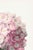 Illustration Hydrangea by Pierre-Joseph Redouté, Vintage Botanical Art Print, 40" X 60" For Sale - Image 3 of 10