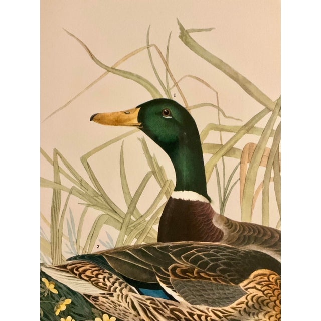 1960s Pair of Audubon Folio Duck Prints John James Audubon Great Bird Paintings. Published 1964 Double Giltwood Rope Framed Linen Matte. For Sale - Image 5 of 12