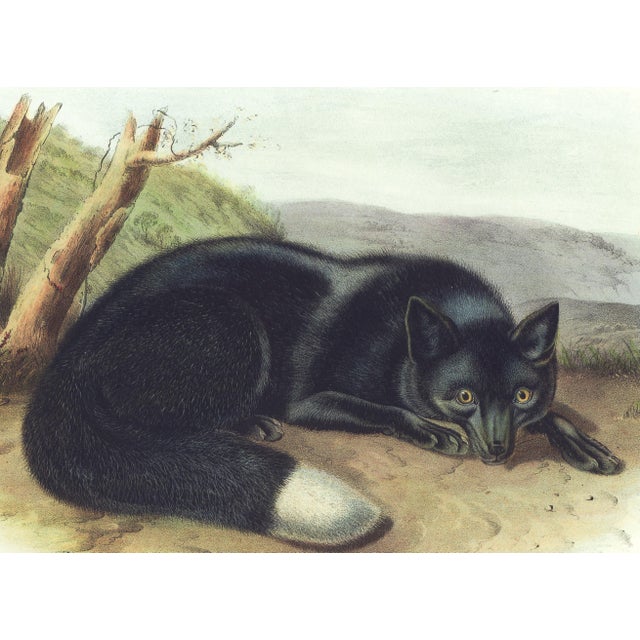 Original first edition Audubon stone lithograph from "The Viviparous Quadrupeds of North America", octavo edition, printed...