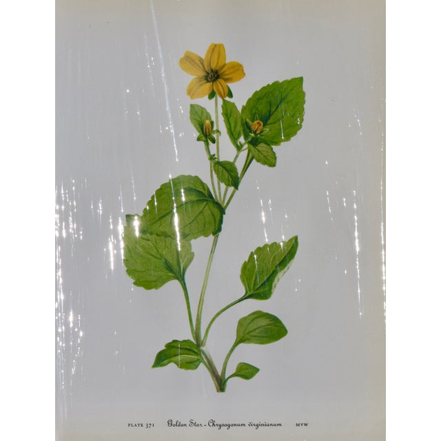 Transitional Set of 12 Vintage Botanical Prints Unframed For Sale - Image 3 of 14