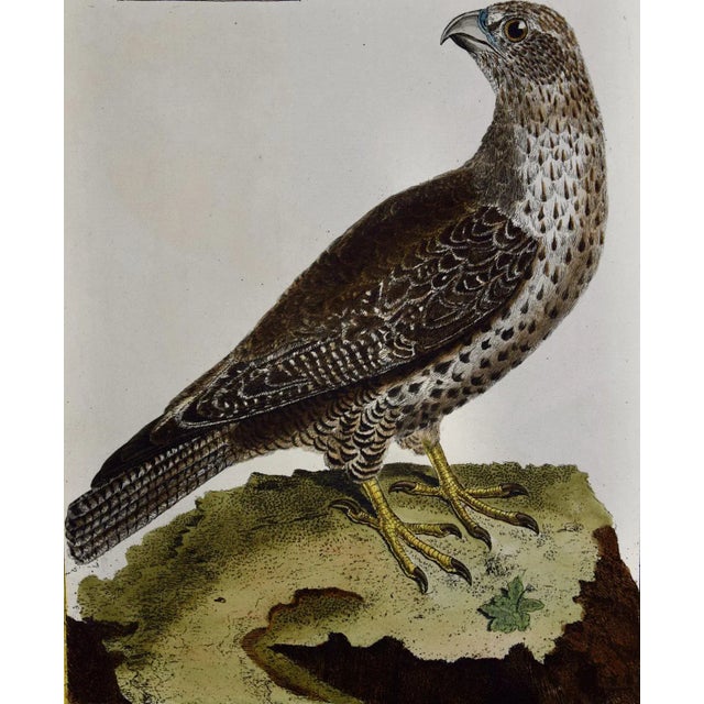 Realism An Icelandic GyrFalcon: An 18th Century Hand-Colored Engraving by Martinet, 1770 For Sale - Image 3 of 5