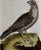 Realism An Icelandic GyrFalcon: An 18th Century Hand-Colored Engraving by Martinet, 1770 For Sale - Image 3 of 5