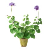 The Green Vase Geranium Plant in Purple For Sale